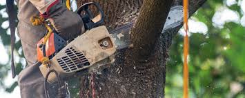 Best Tree Risk Assessment  in Huntingtown, MD